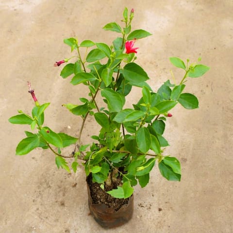 Hibiscus High Choice Red in 7 Inch Nursery Bag