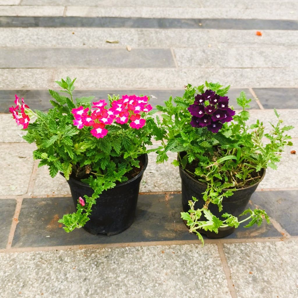 Set of 2 - Verbena (any colour) in 4 Inch Nursery Pot