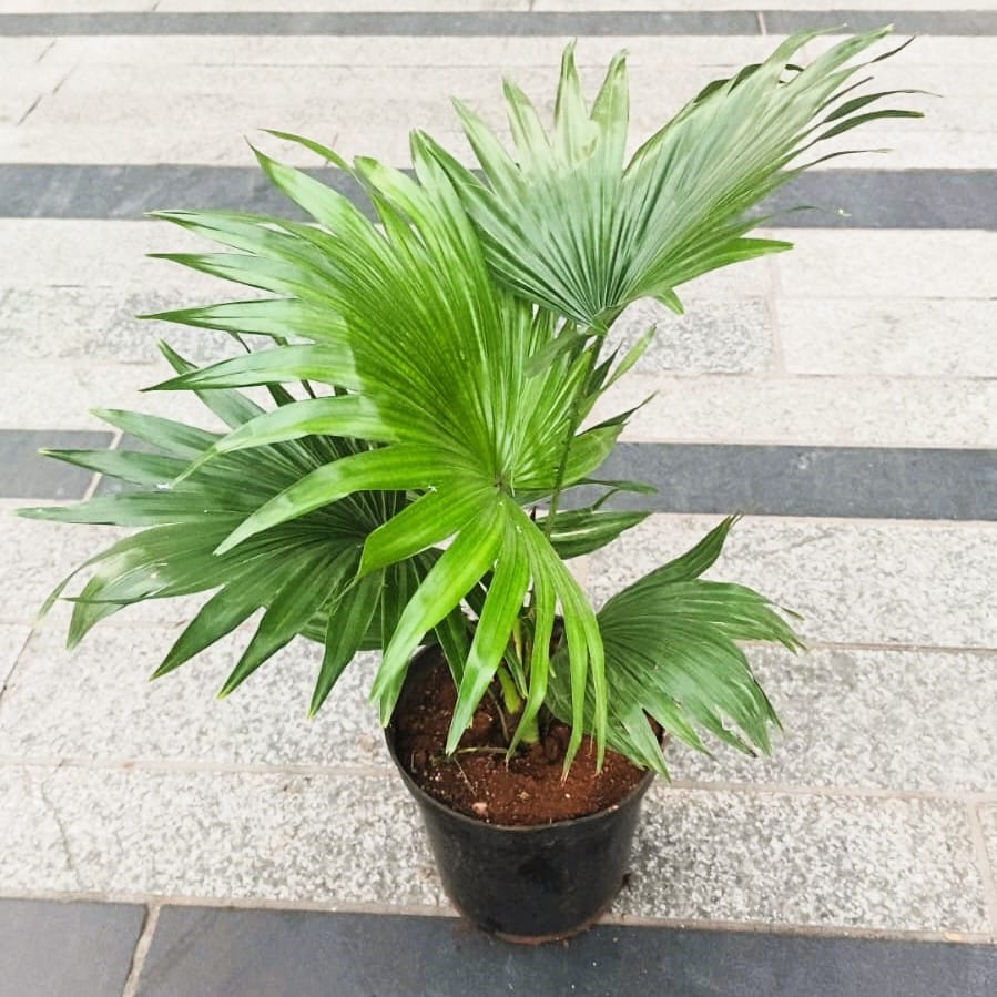 Buy Table Fan Palm in 6 Inch Nursery Pot in 5 Inch Nursery Bag Online | Urvann.com Table Fan Palm in 6 Inch Nursery Pot