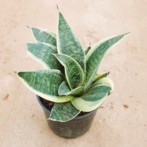 Snake Lotus / Yellow Snake Dwarf in 4 Inch Nursery Pot