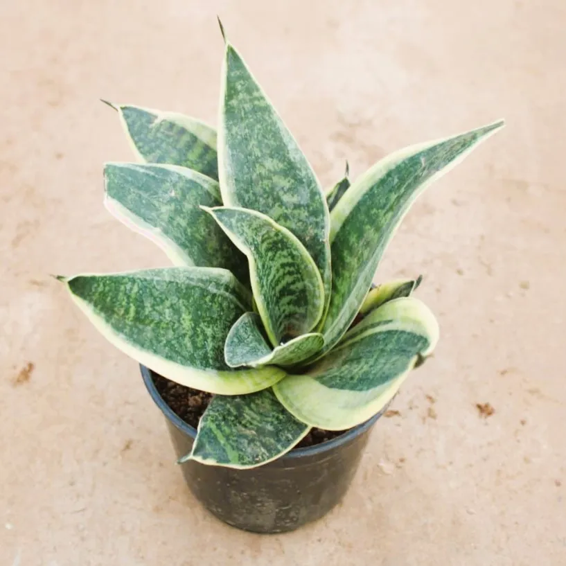 Snake Lotus / Yellow Snake Dwarf in 4 Inch Nursery Pot