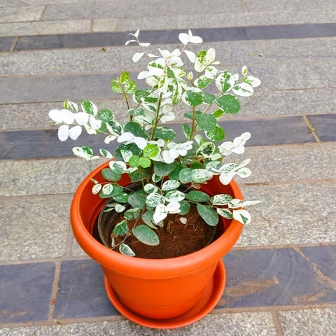 Breynia in 7 Inch Classy Red Plastic Pot with Tray