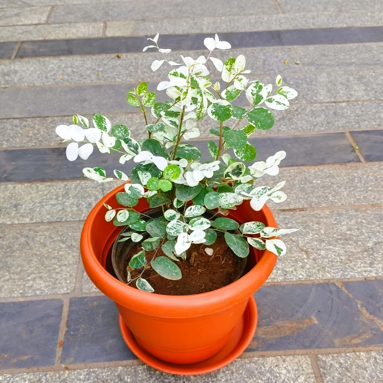 Breynia in 7 Inch Classy Red Plastic Pot with Tray