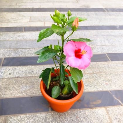 Buy Hibiscus / Gudhal Pink in 7 Inch Classy Red Plastic Pot in 5 Inch Nursery Bag Online | Urvann.com