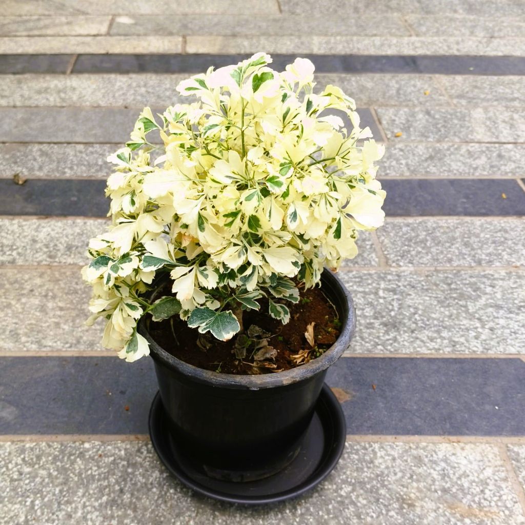 Buy Aralia White in 5 Inch Nursery Pot with Tray in 5 Inch Nursery Bag Online | Urvann.com Aralia White in 5 Inch Nursery Pot with Tray