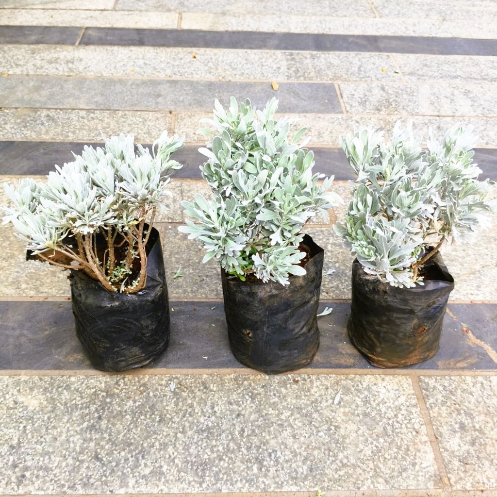Buy Set of 3 - Lavender in 4 Inch Nursery Bag in 5 Inch Nursery Bag Online | Urvann.com Set of 3 - Lavender in 4 Inch Nursery Bag