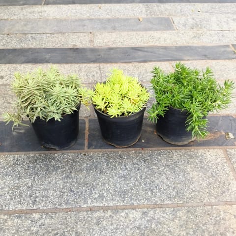 Set of 3 - Sedum Succulent (White, Yellow & Green) in 4 Inch Nursery Pot
