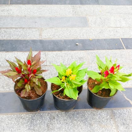 Buy Set of 3 - Cockscomb (Pink, Red & Yellow) in 4 Inch Nursery Pot in 5 Inch Nursery Bag Online | Urvann.com