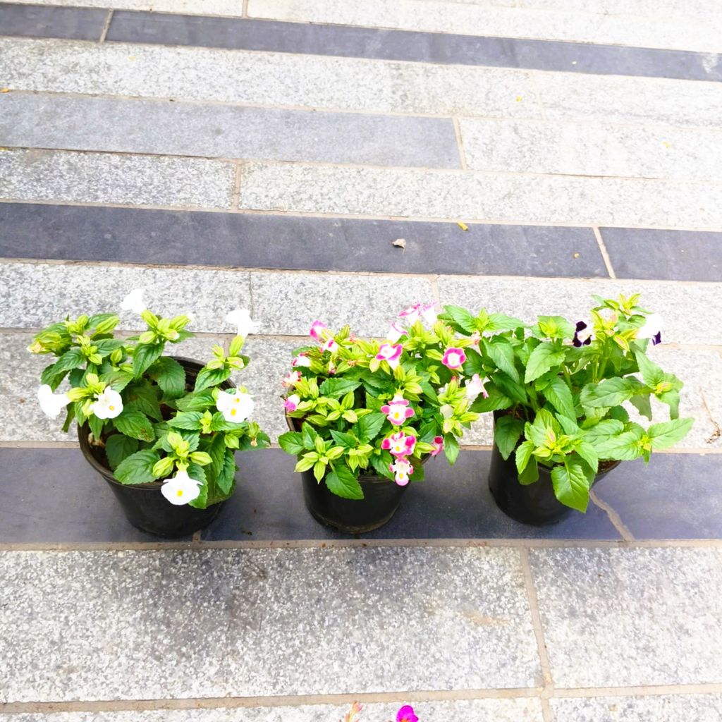 Buy Set of 3 - Torenia / Wishbone (Purple, White & Pink) in 5 Inch Nursery Pot in 5 Inch Nursery Bag Online | Urvann.com Set of 3 - Torenia / Wishbone (Purple, White & Pink) in 5 Inch Nursery Pot