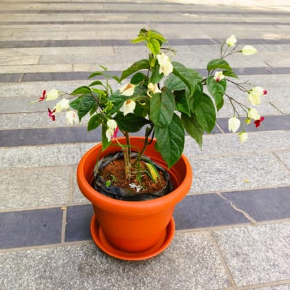 Buy Bleeding Heart (any colour) in 7 Inch Classy Red Plastic Pot with Tray in 5 Inch Nursery Bag Online | Urvann.com