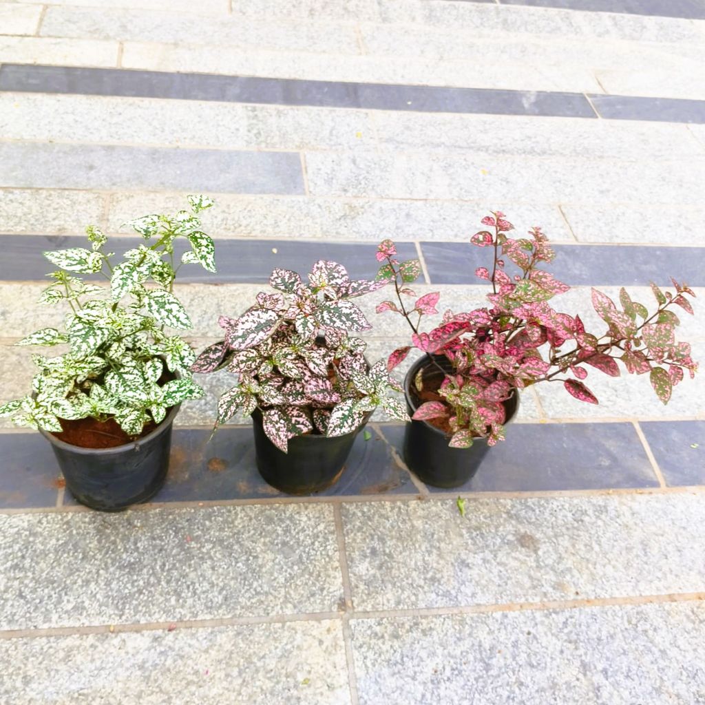 Set of 3 - Hypoestes / Polka Dot (Pink Brocade, White Splash & Carmina) in 5 Inch Nursery Pot