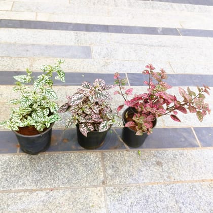 Buy Set of 3 - Hypoestes / Polka Dot (Pink Brocade, White Splash & Carmina) in 5 Inch Nursery Pot in 5 Inch Nursery Bag Online | Urvann.com