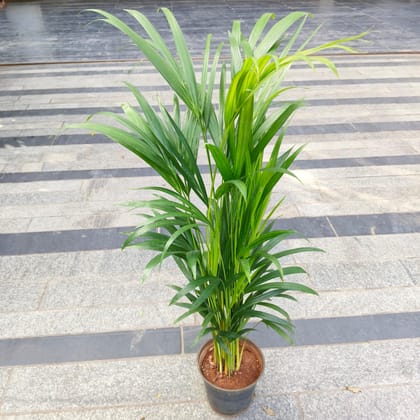 Buy Areca Palm (~ 2 Ft) in 6 Inch Nursery Bag in 5 Inch Nursery Bag Online | Urvann.com