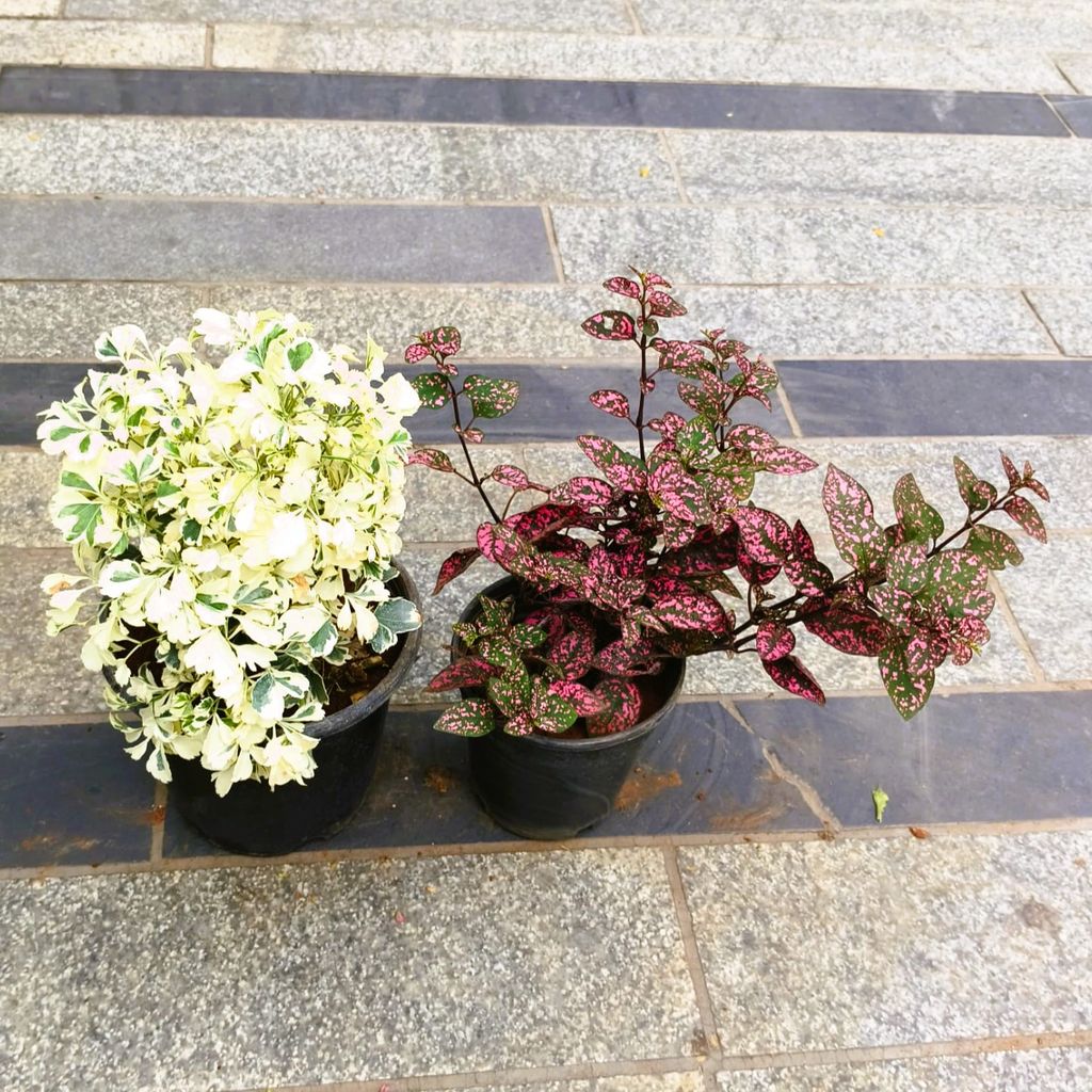 Buy Set of 2 - Aralia White & Polka Dot Carmina in 5 Inch Nursery Pot in 5 Inch Nursery Bag Online | Urvann.com Set of 2 - Aralia White & Polka Dot Carmina in 5 Inch Nursery Pot