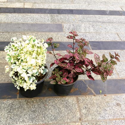 Buy Set of 2 - Aralia White & Polka Dot Carmina in 5 Inch Nursery Pot in 5 Inch Nursery Bag Online | Urvann.com