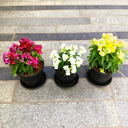 Buy Set of 3 - Dog Flower / Antirrhinum Majus / Snapdragon (Yellow, Pink & White) in 5 Inch Nursery Pot with Tray in 5 Inch Nursery Bag Online | Urvann.com