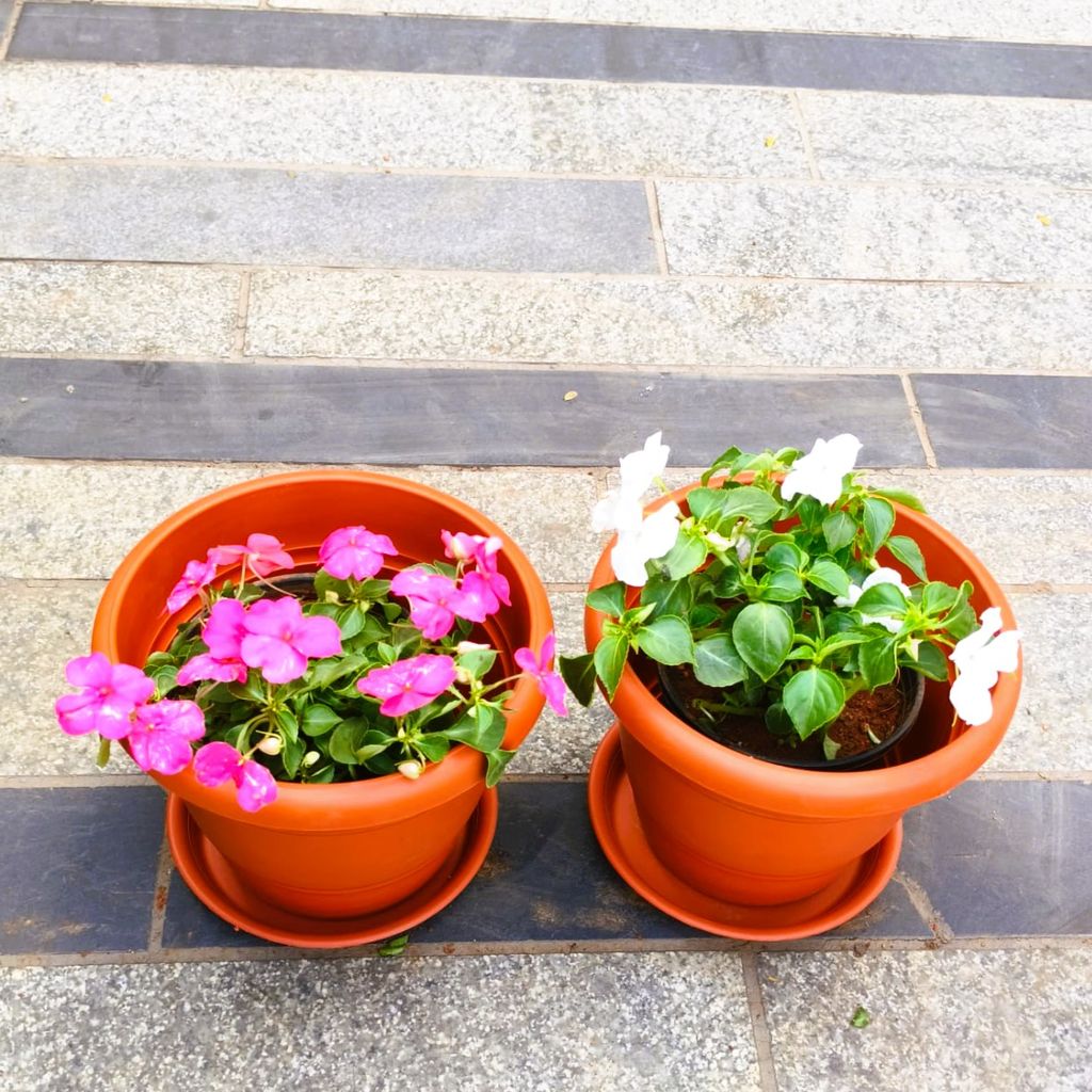 Buy Set of 2 - Impatient Balsamina (Pink & White) in 7 Inch Classy Red Plastic Pot with Tray in 5 Inch Nursery Bag Online | Urvann.com Set of 2 - Impatient Balsamina (Pink & White) in 7 Inch Classy Red Plastic Pot with Tray
