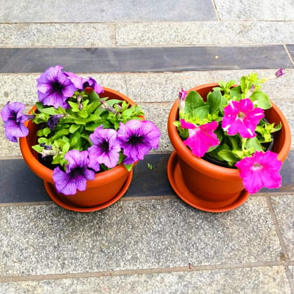 Buy Set of 2 - Petunia (Purple & Pink) (any design) in 7 Inch Classy Red Plastic Pot with Tray in 5 Inch Nursery Bag Online | Urvann.com