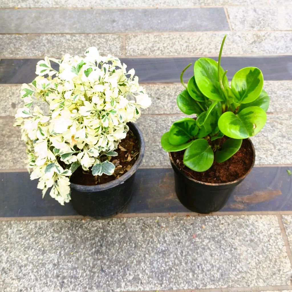 Buy Set of 2 - Peperomia / Radiator Plant Green & Aralia White in 5 Inch Nursery Pot in 5 Inch Nursery Bag Online | Urvann.com Set of 2 - Peperomia / Radiator Plant Green & Aralia White in 5 Inch Nursery Pot