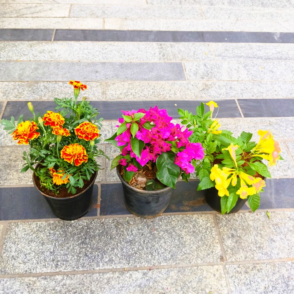 Buy Set of 3 - Marigold / Genda French, Tecoma & Bougainvillea (any colour) in 5 Inch Nursery Pot in 5 Inch Nursery Bag Online | Urvann.com Set of 3 - Marigold / Genda French, Tecoma & Bougainvillea (any colour) in 5 Inch Nursery Pot