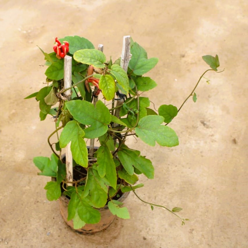 Rakhi Bel / Passiflora / Passion Flower Red in 8 Inch Nursery Pot
