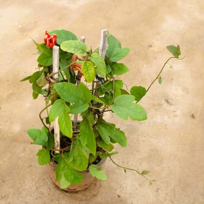 Buy Rakhi Bel / Passiflora / Passion Flower Red in 8 Inch Nursery Pot in 5 Inch Nursery Bag Online | Urvann.com