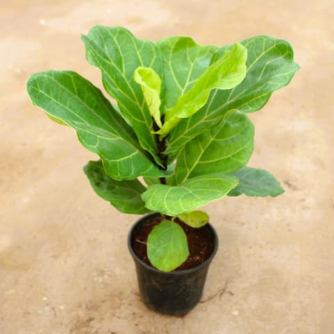 Fiddle Leaf Fig / Ficus Lyrata in 6 Inch Nursery Pot