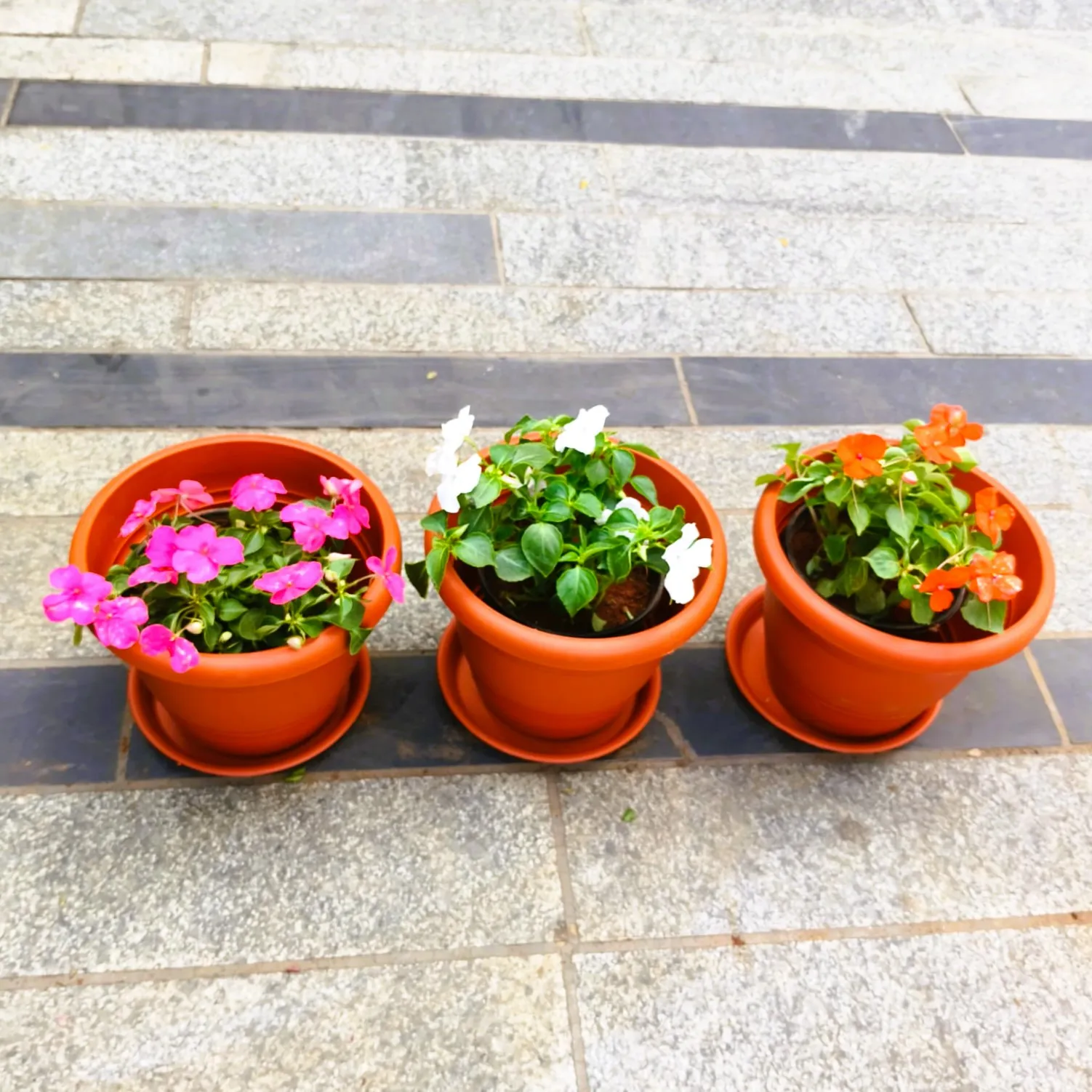 Set of 3 - Impatient Balsamina (Orange, Pink & White) in 7 Inch Classy Red Plastic Pot with Tray
