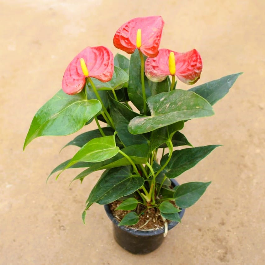 Anthurium Red in 6 Inch Nursery Pot