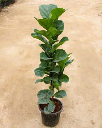 Buy Fiddle Leaf Fig / Ficus Lyrata ( ~ 3-5 Ft) in 10 Inch Nursery Pot in 5 Inch Nursery Bag Online | Urvann.com