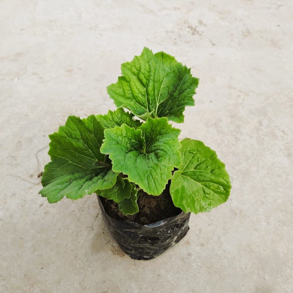 Cineraria (any colour) in 3 Inch Nursery Bag
