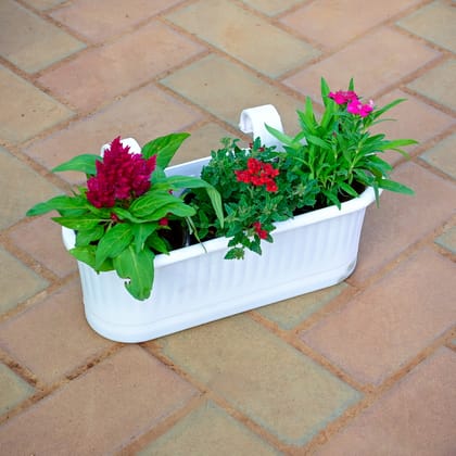 Buy Cockscomb, Verbena & Dianthus (any colour) in 7 Inch White Double Hook Hanging Plastic Planter Online | Urvann.com
