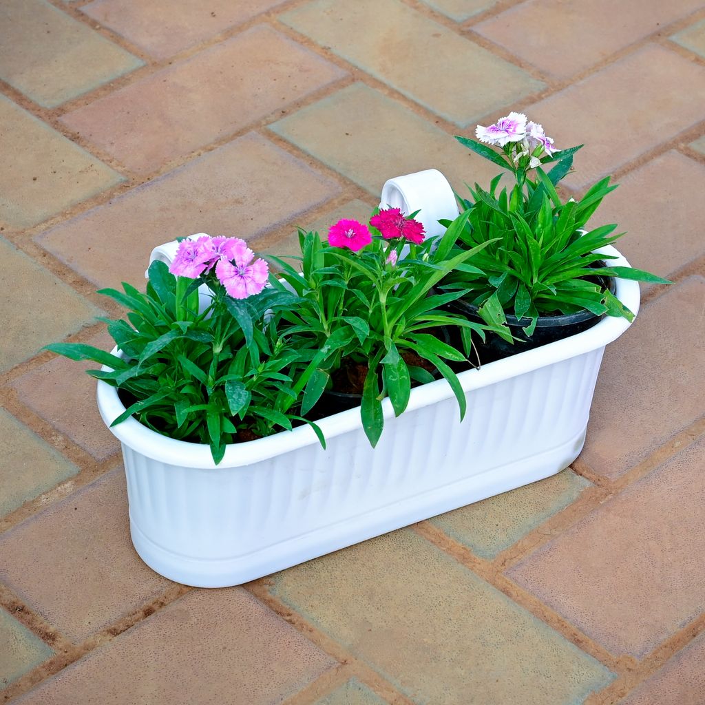 Three Dianthus (Any Colour) planted in 7 Inch White Double Hook Hanging Plastic Planter