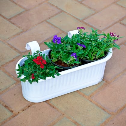 Buy Three Verbena (Any Colour) in 7 Inch White Double Hook Hanging Plastic Planter Online | Urvann.com