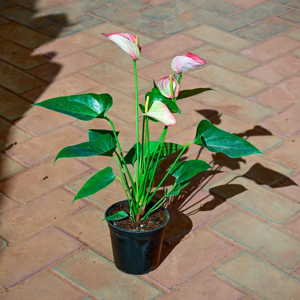 Buy Anthurium Pink White in 5 Inch Nursery Pot Online | Urvann.com Anthurium Pink White in 5 Inch Nursery Pot