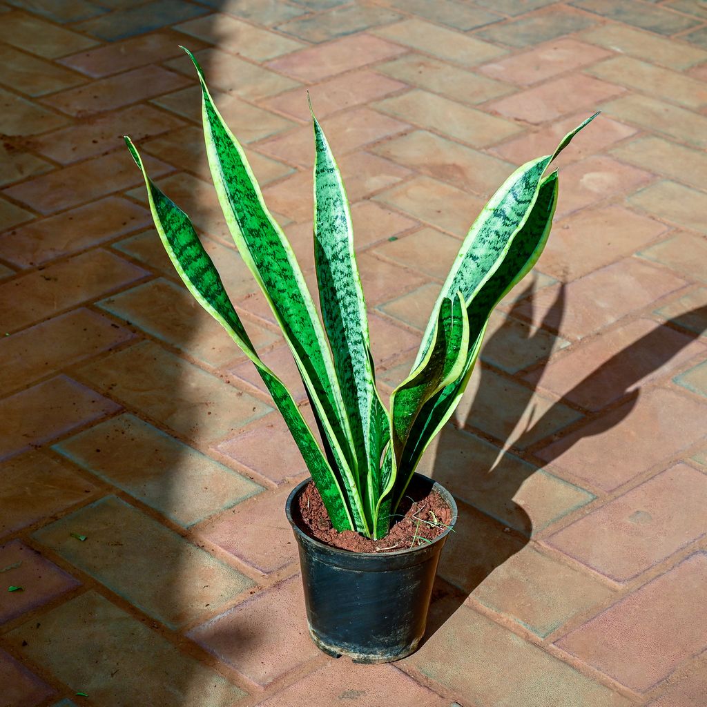 Buy Snake Yellow Long in 6 Inch Nursery Pot Online | Urvann.com Snake Yellow Long in 6 Inch Nursery Pot