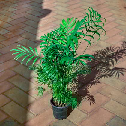 Buy Chamandora Palm in 4 Inch Nursery Pot Online | Urvann.com