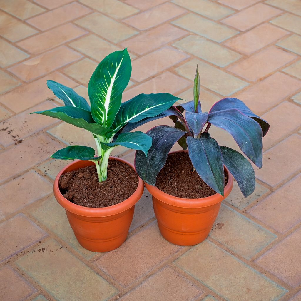 Set of 2 - Dracaena Rosea & Dieffenbachia Green in 7 Inch Classy Red Plastic Pot