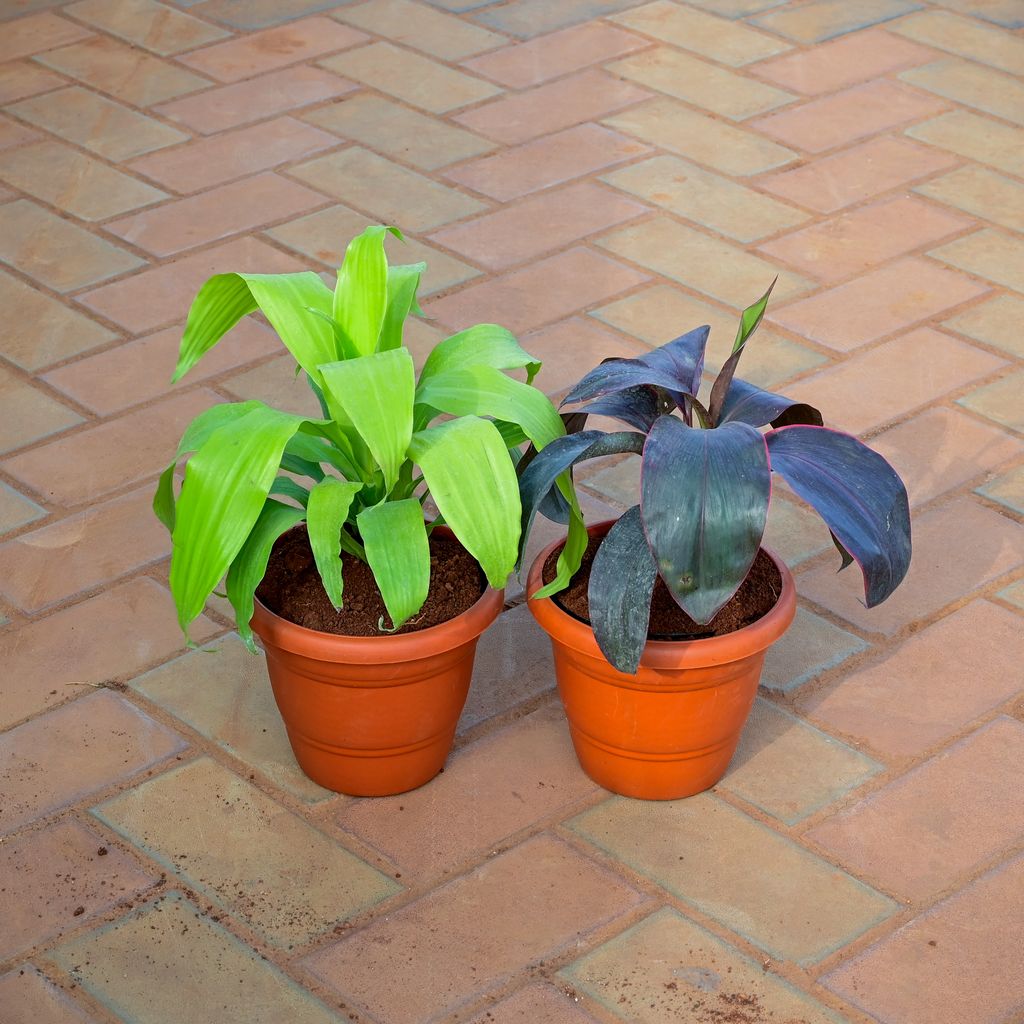 Buy Set of 2 - Dracaena (Rosea & Green) in 7 Inch Classy Red Plastic Pot Online | Urvann.com Set of 2 - Dracaena (Rosea & Green) in 7 Inch Classy Red Plastic Pot