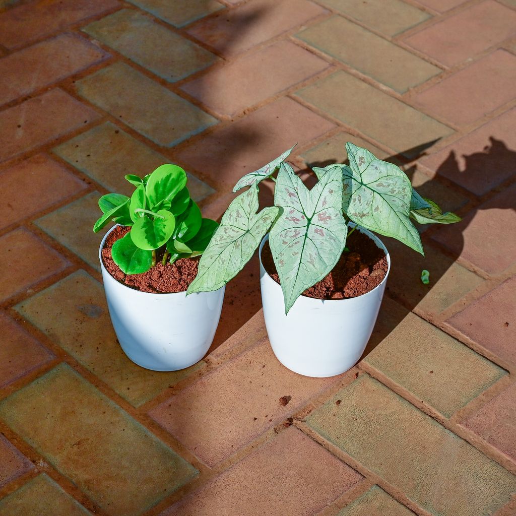 Buy Set of 2 - Peperomia Variegated & Alocasia Silver Dragon in 5 Inch White Premium Sphere Plastic Pot Online | Urvann.com Set of 2 - Peperomia Variegated & Alocasia Silver Dragon in 5 Inch White Premium Sphere Plastic Pot