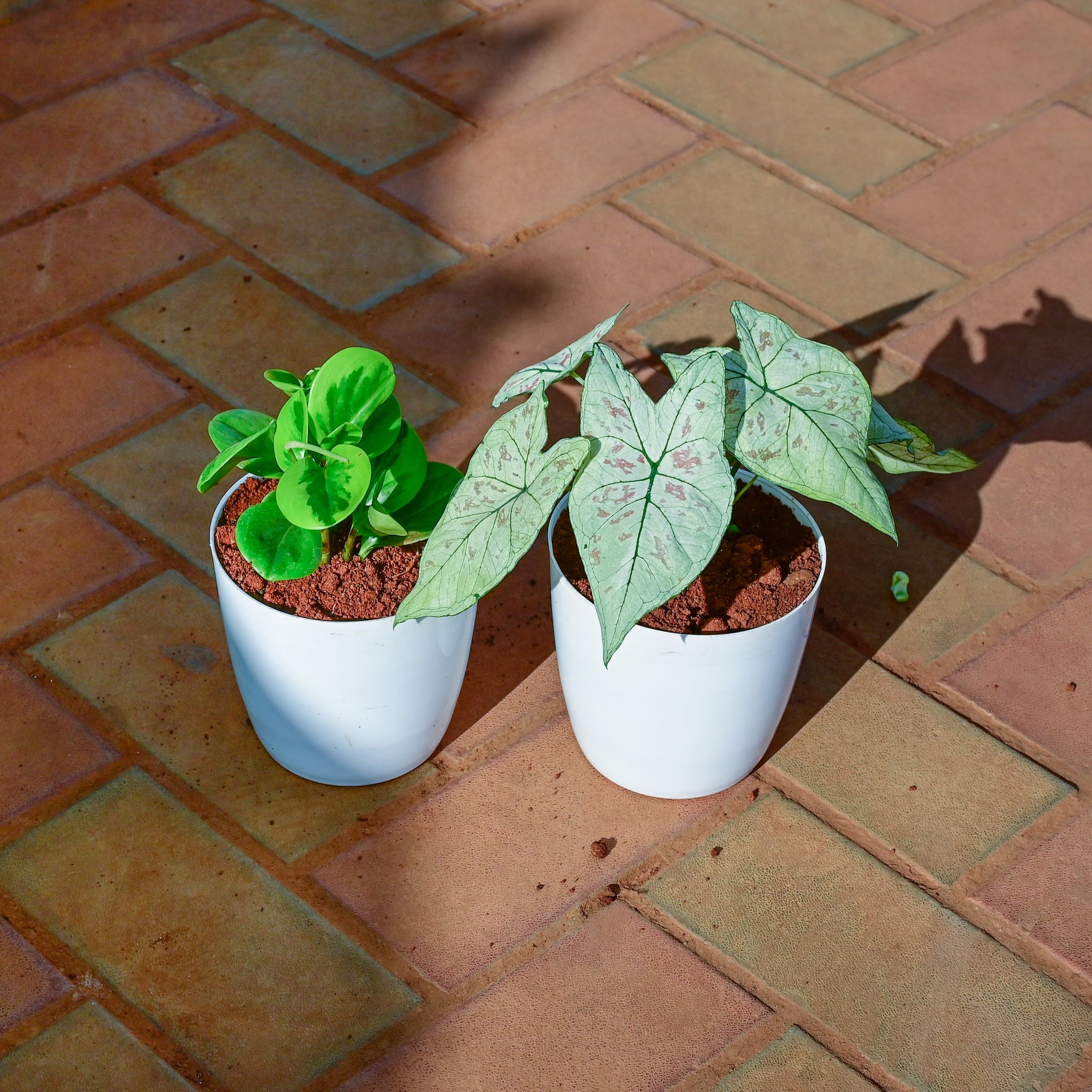 Set of 2 - Peperomia Variegated & Alocasia Silver Dragon in 5 Inch White Premium Sphere Plastic Pot
