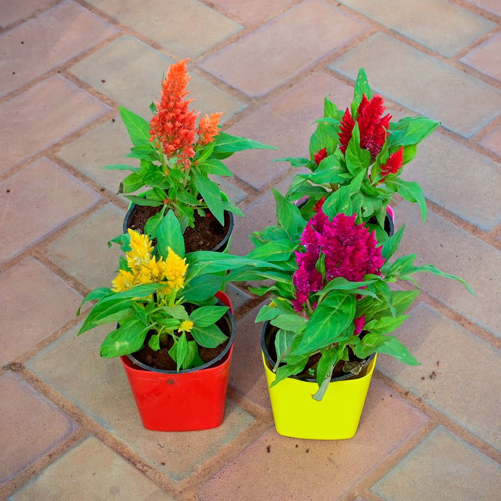 Set of 4 - Cockscomb (Red, Orange, Pink & Yellow) in 4 Inch Premium Square Plastic Pot (any colour)