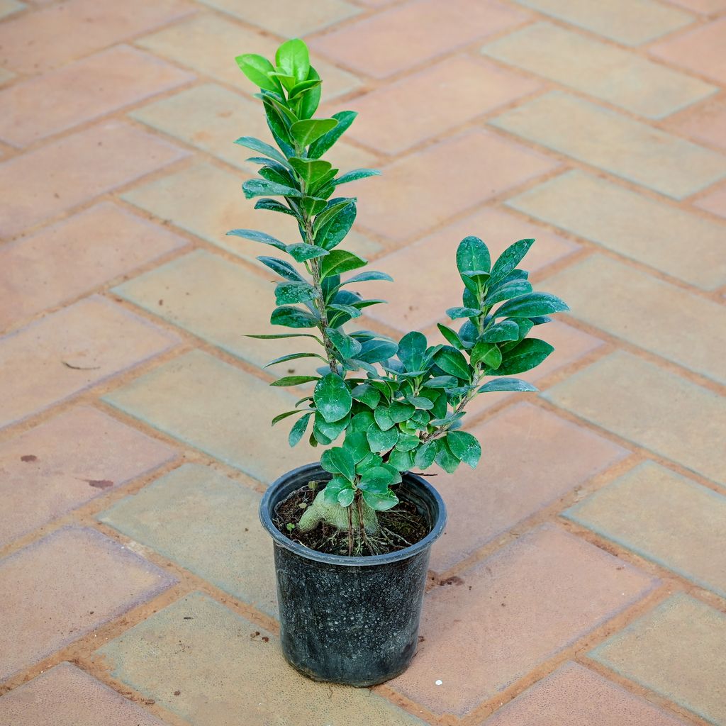 Buy Ficus Bonsai in 3 Inch Nursery Pot Online | Urvann.com Ficus Bonsai in 3 Inch Nursery Pot