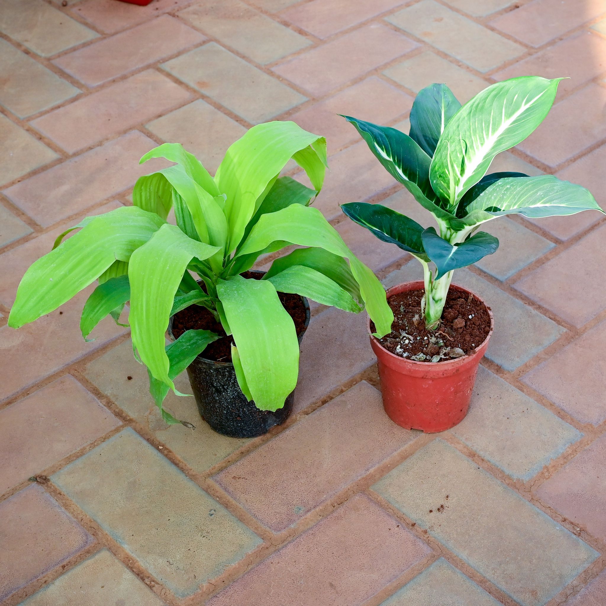 Set of 2 - Dracaena & Dieffenbachia Green in 5 Inch Nursery Pot