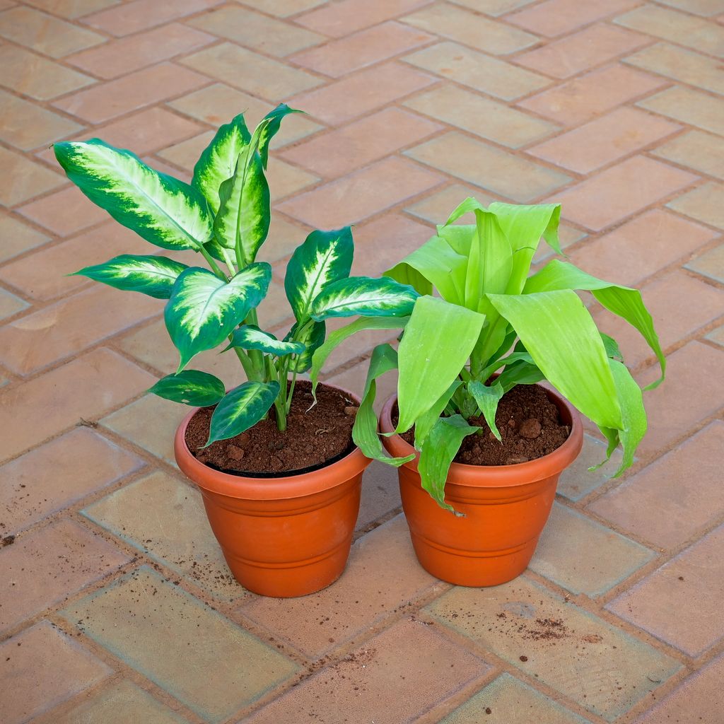 Buy Set of 2 - Dieffenbachia Dumbcane & Dracaena Green in 7 Inch Classy Red Plastic Pot Online | Urvann.com Set of 2 - Dieffenbachia Dumbcane & Dracaena Green in 7 Inch Classy Red Plastic Pot