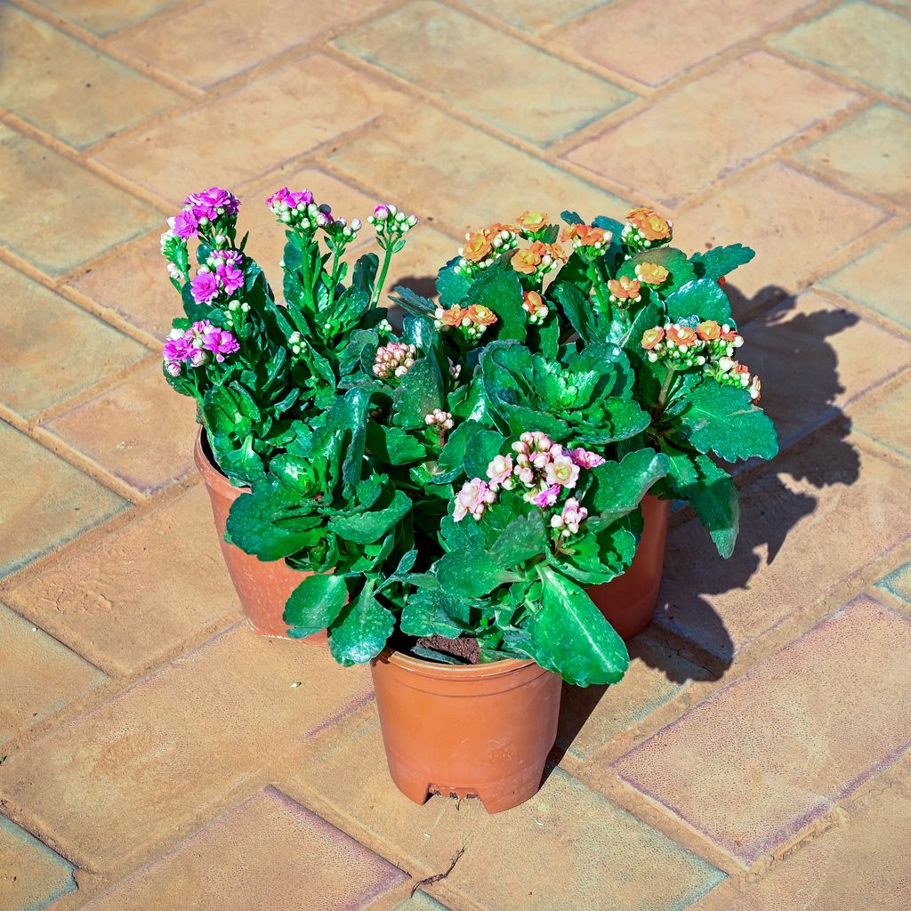 Buy Set of 3 - Kalanchoe Succulent (Any Colour) in 5 Inch Nursery Pot Online | Urvann.com Set of 3 - Kalanchoe Succulent (Any Colour) in 5 Inch Nursery Pot