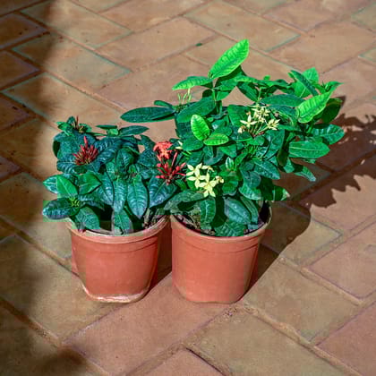 Buy Set of 2 - Ixora (any colour) in 5 Inch Nursery Pot Online | Urvann.com