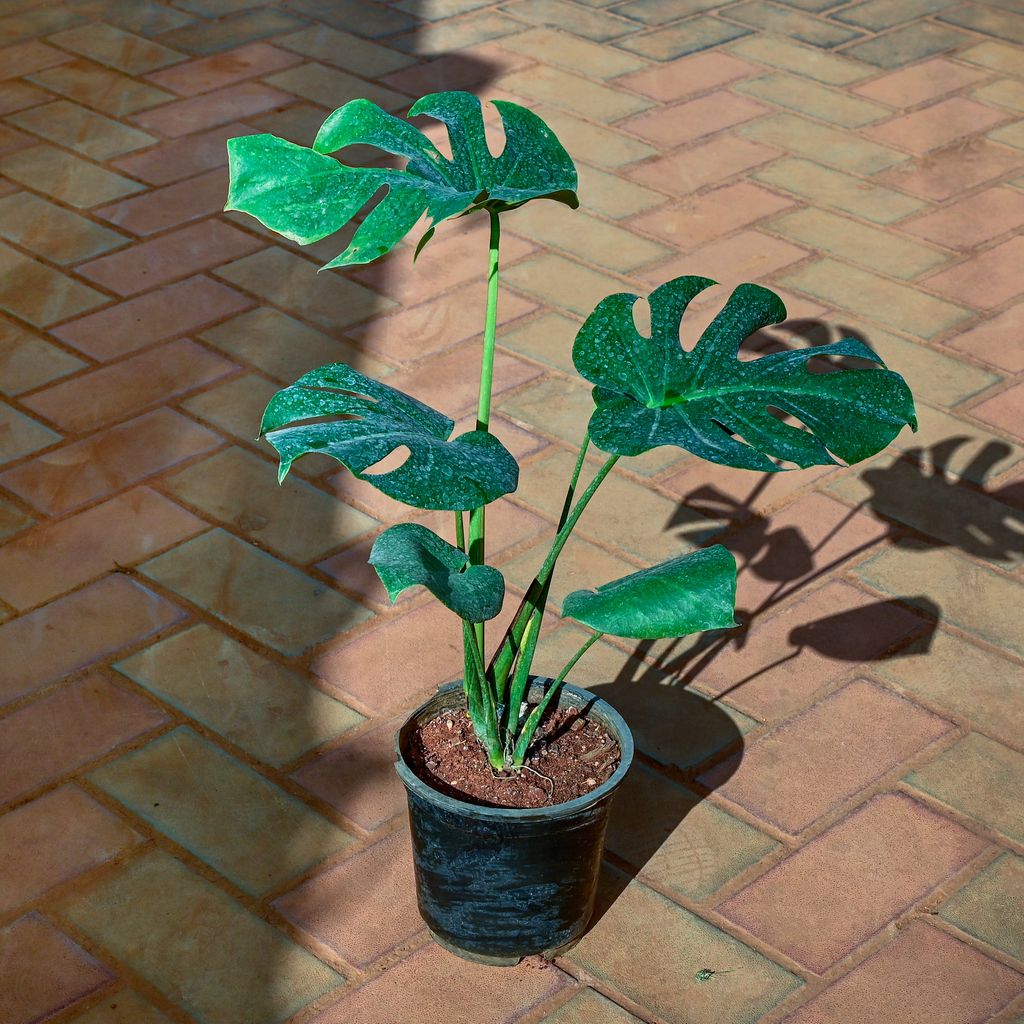 Monstera Deliciosa in 8 Inch Nursery Pot