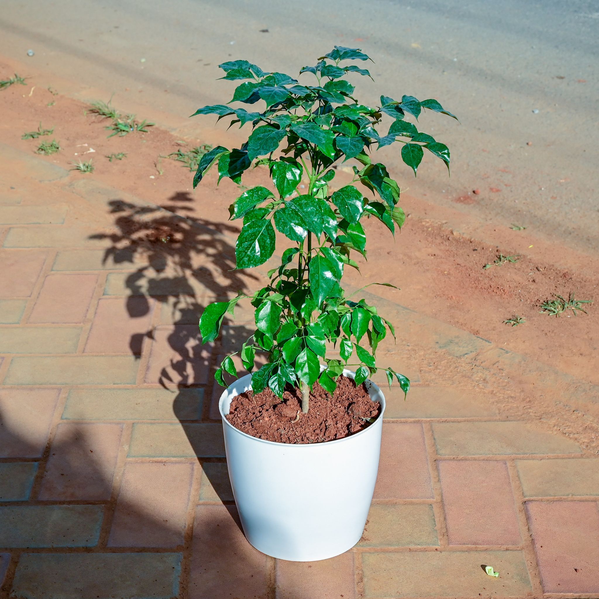 Radermachera / China Doll in 7 Inch White Premium Sphere Plastic Pot