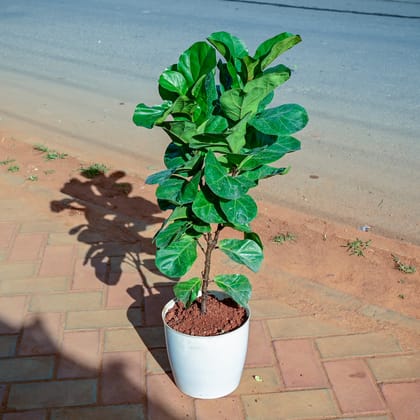 Buy Fiddle Leaf Fig / Ficus Lyrata in 7 Inch White Premium Sphere Plastic Pot Online | Urvann.com